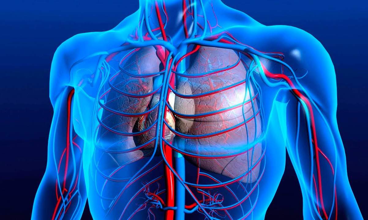 پارگی رگ قلب | دکتر نادر افشاری متخصص قلب و عروق